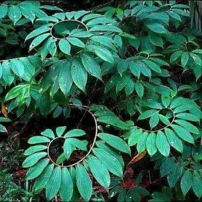 National Botanical Garden景点图片