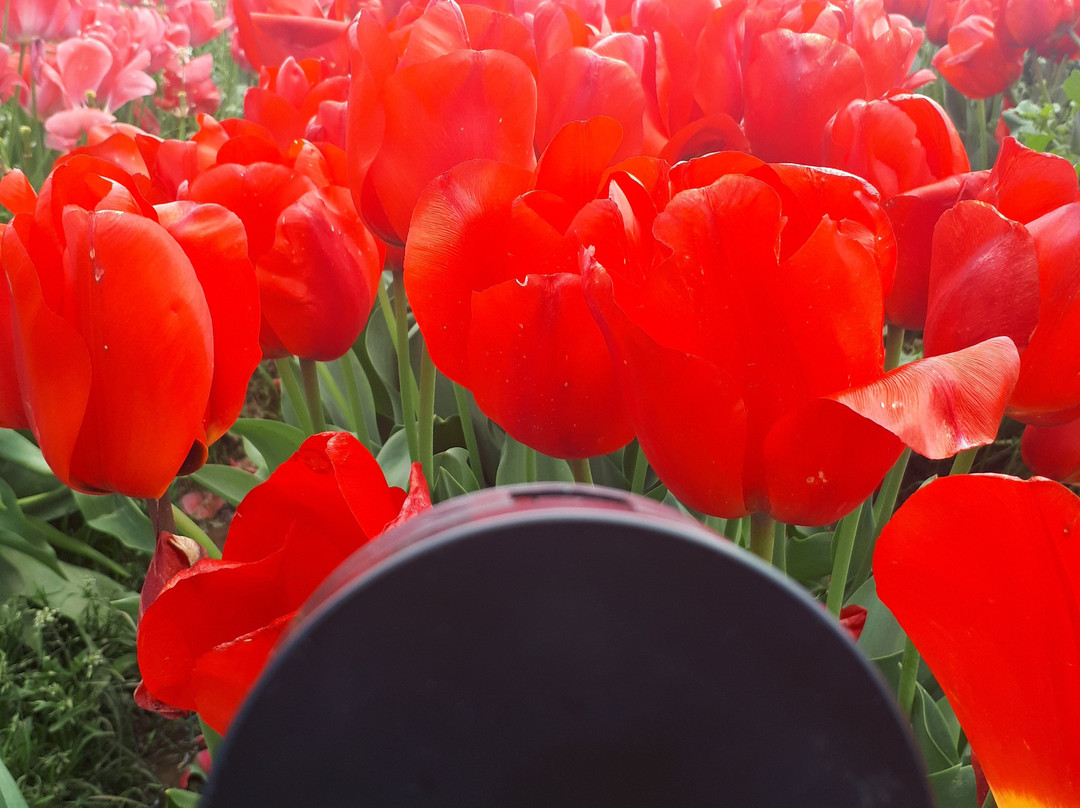 Wooden Shoe Tulip Farm景点图片
