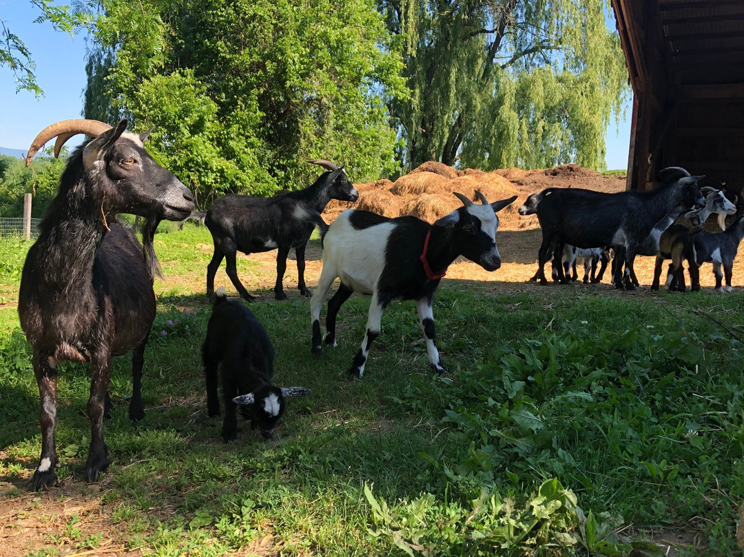 The Greig Farm-Red Hook必去景点