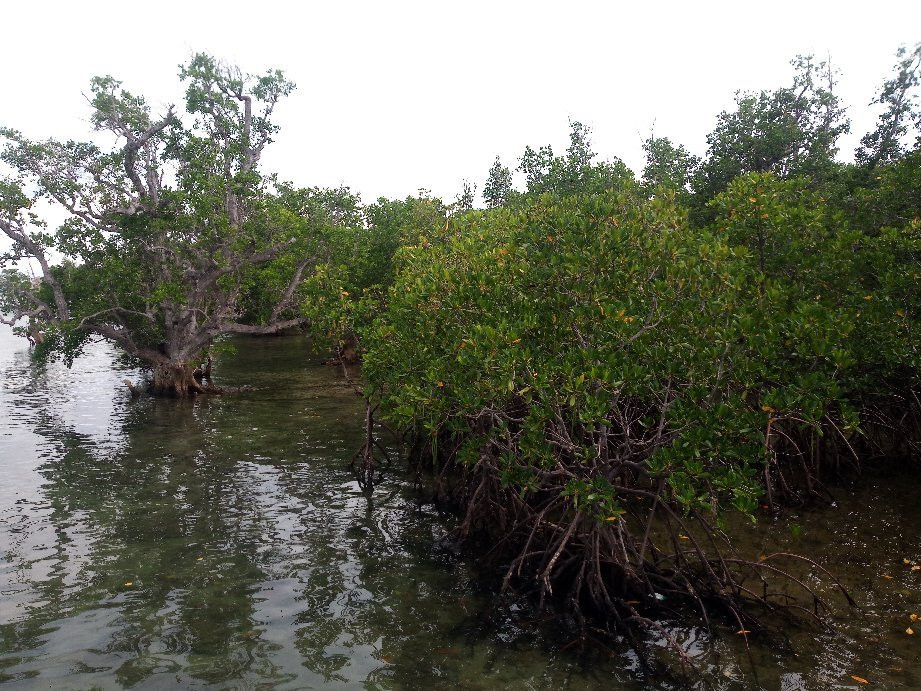 Suyac Island Mangrove Eco-Park景点图片