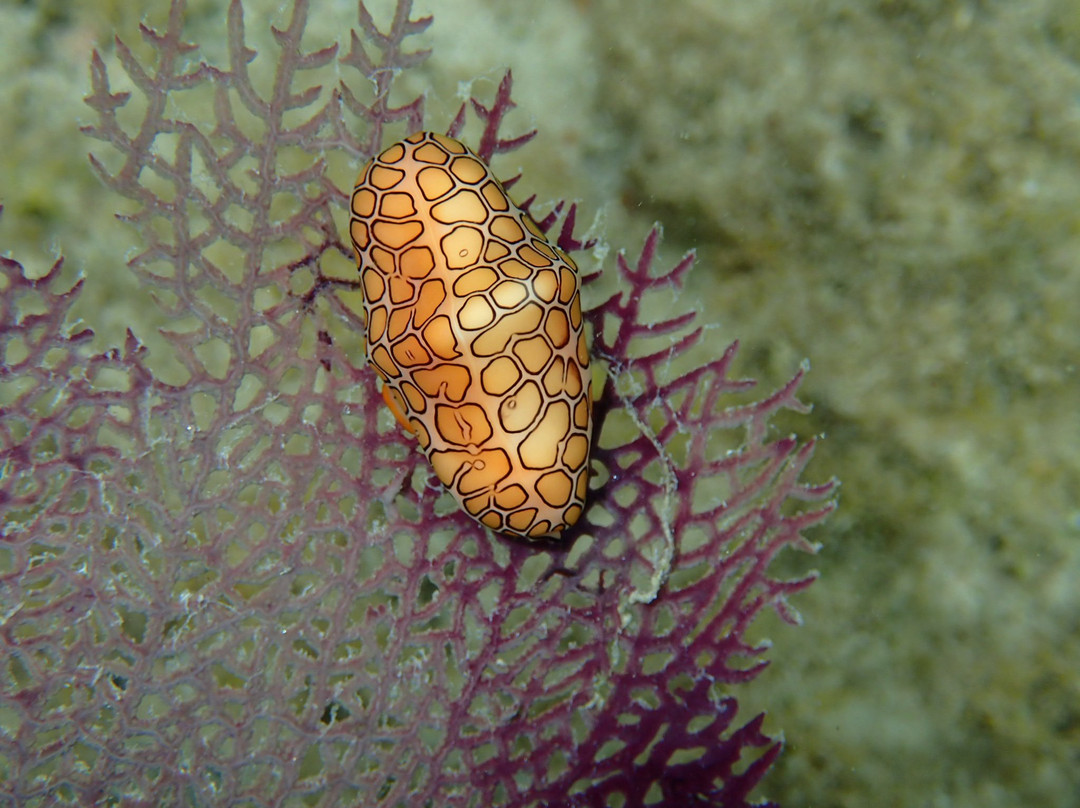 Waterlemon Cay-维尔京群岛国家公园必去景点