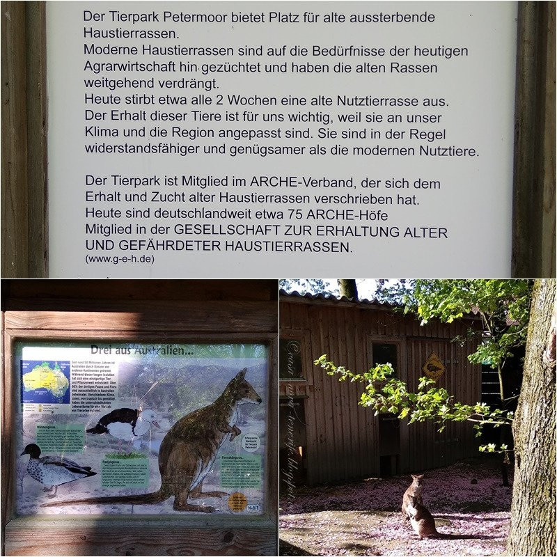 Tierpark Petermoor Bassum景点图片
