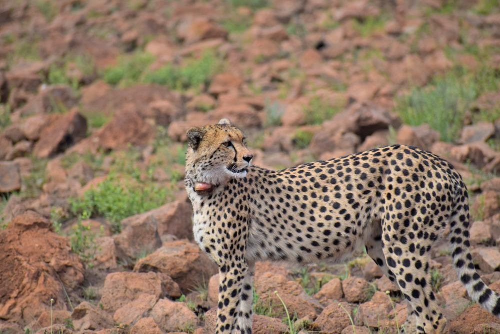 Heart of the Wild Tours & Safaris景点图片