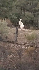 Windana Cottages主图