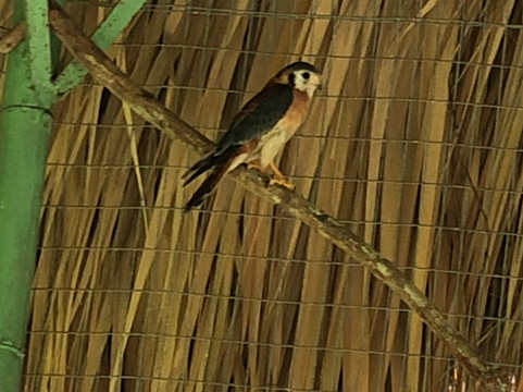 Rancho Palmeras-Cap Cana必去景点