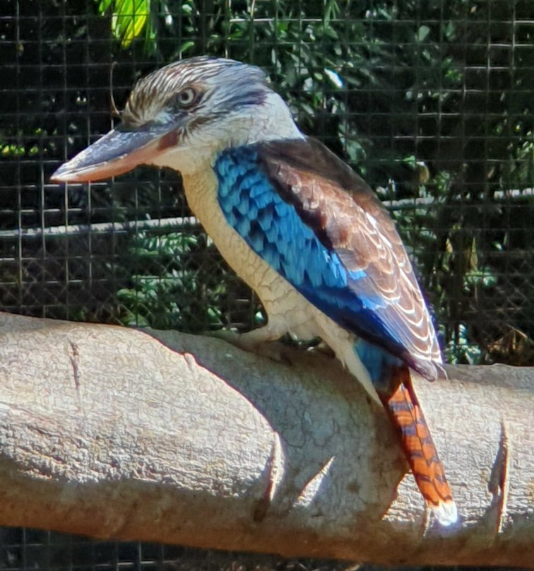 Port Moresby Nature Park景点图片