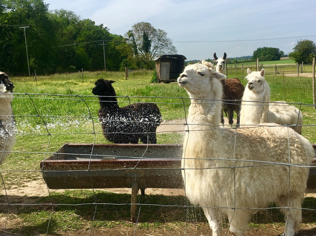 La Ferme Foraine Bonaventure景点图片