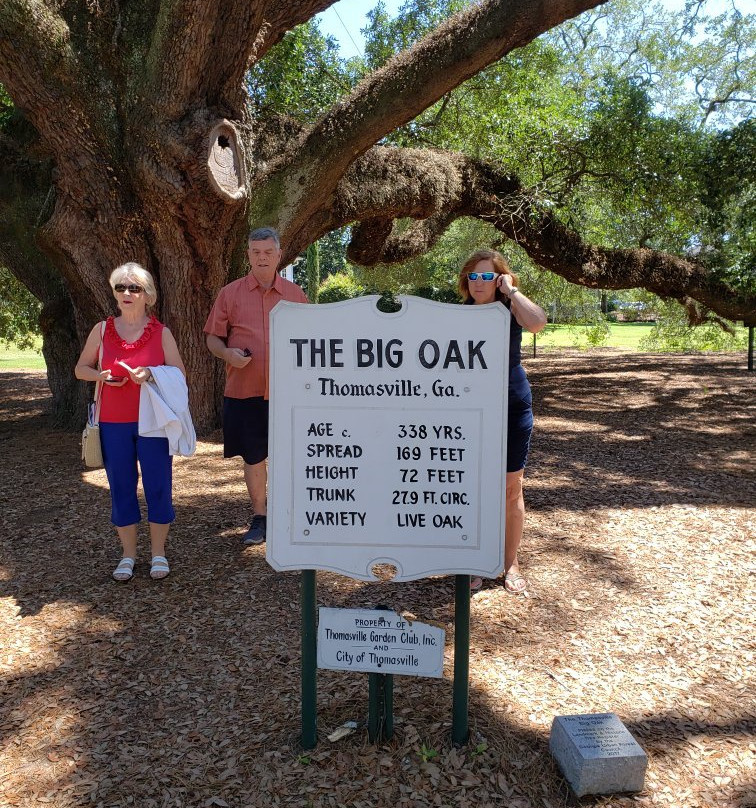 Thomasville's Historic Big Oak景点图片