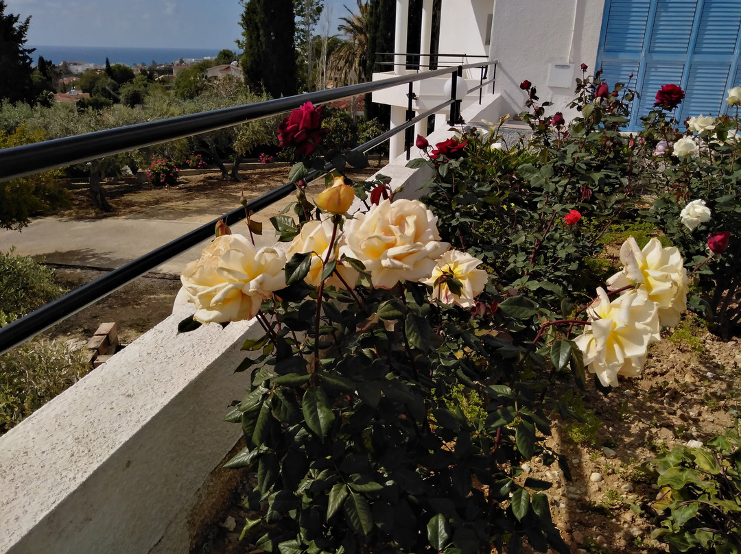 Yoga Paphos-Chloraka必去景点