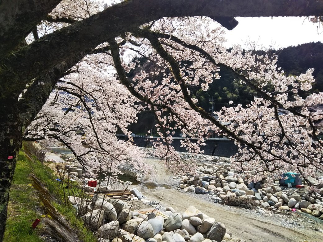 Chizu River Banks景点图片