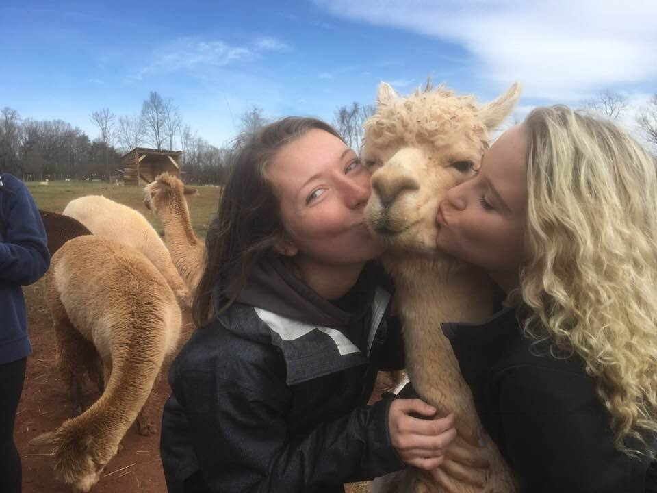 Alpacas of Smith Mountain Lake Farm景点图片