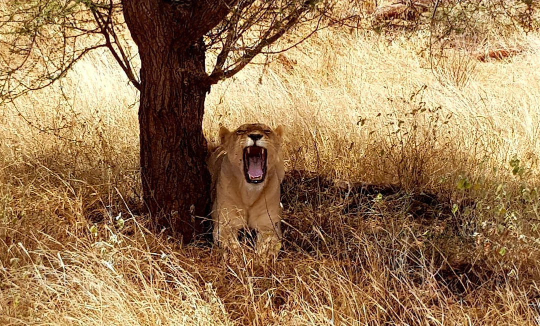 Tsavo Safaris Tours-查佛必去景点