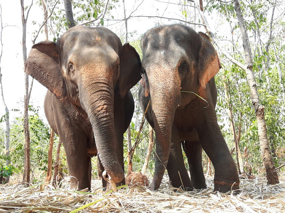 Ban Ta Klang Elephant Village景点图片