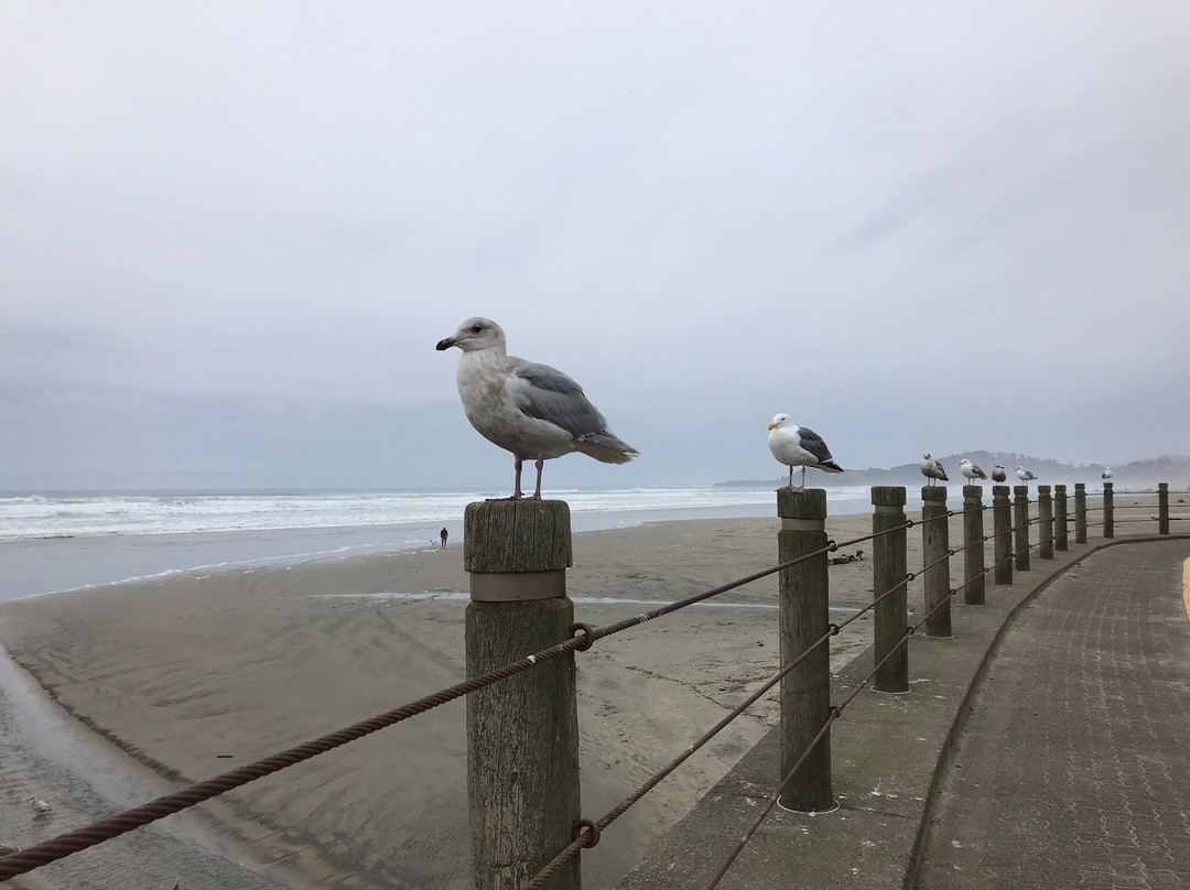 Nye Beach景点图片