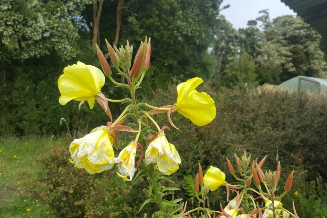 Turismo Pehuen-Castro必去景点