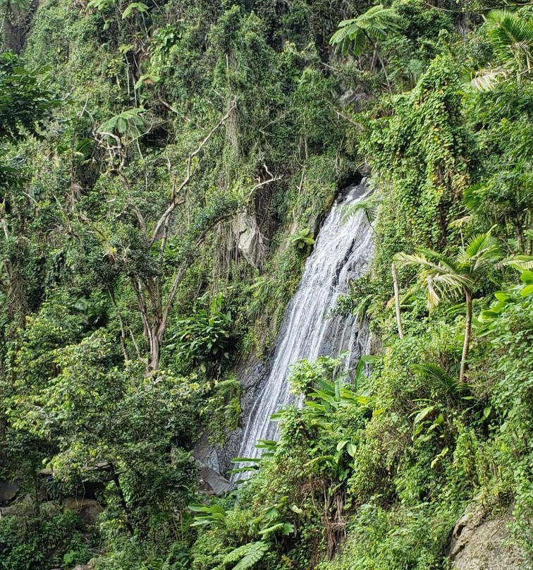 El Yunque National Forest景点图片