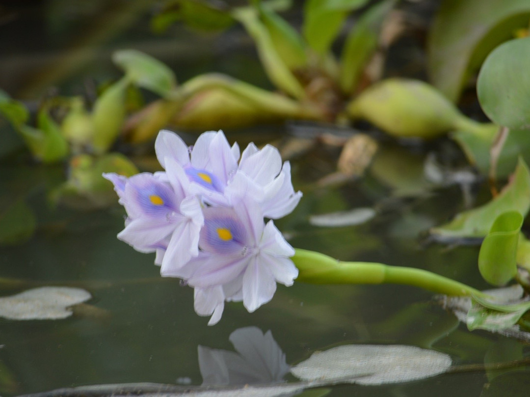 Zancudo Boat Tours景点图片