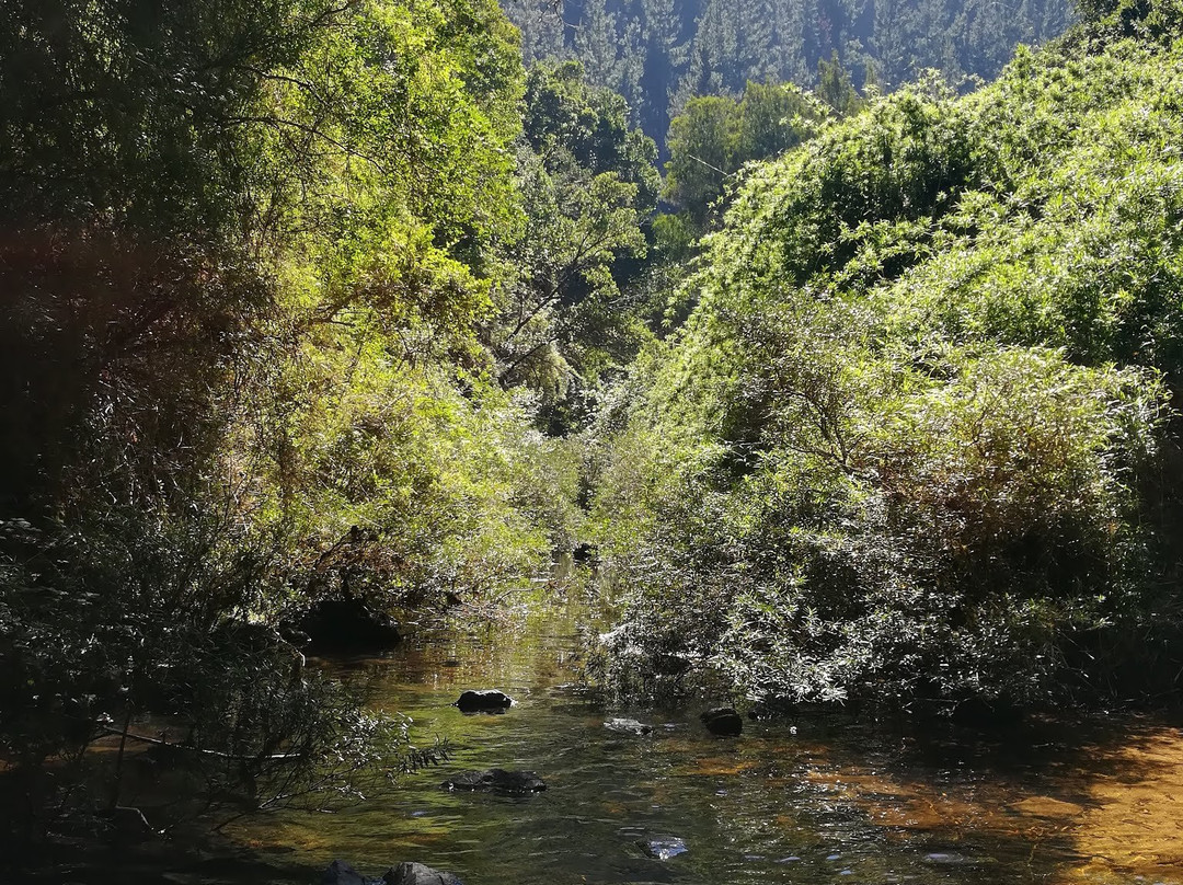 Rutas Pudu-Pelluhue必去景点