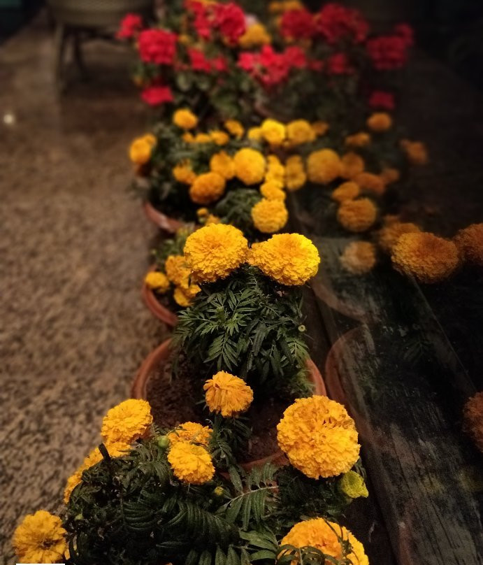 Dippy's The Boutique Hotel主图