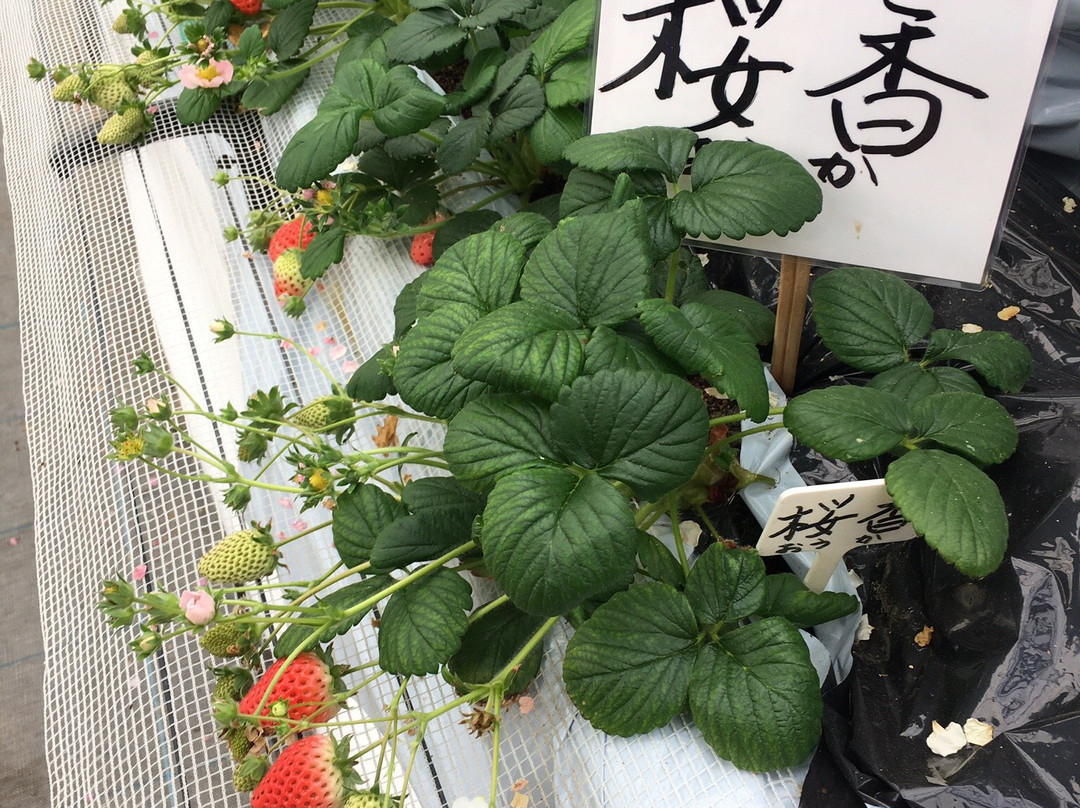 Midorikawa Strawberry Farm景点图片