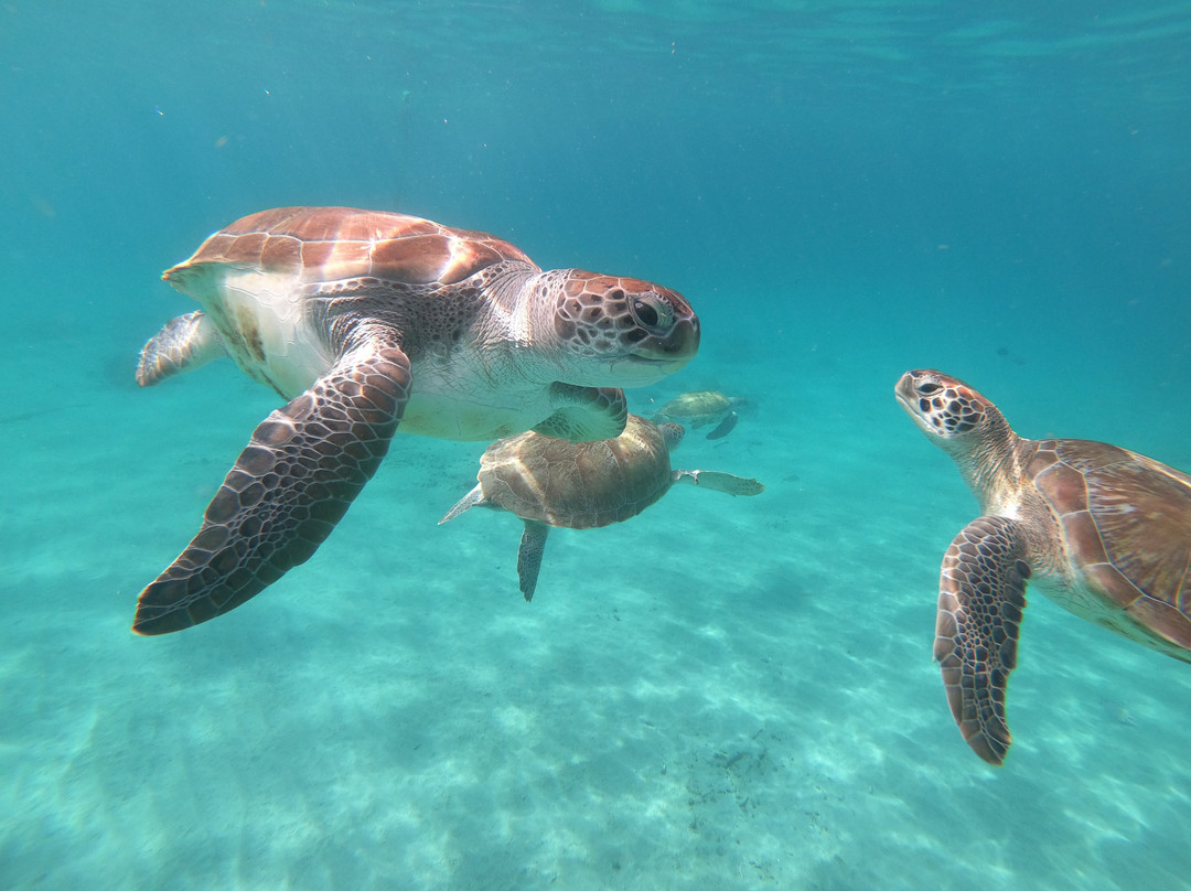 Jan Thiel Diving-威廉斯塔德必去景点