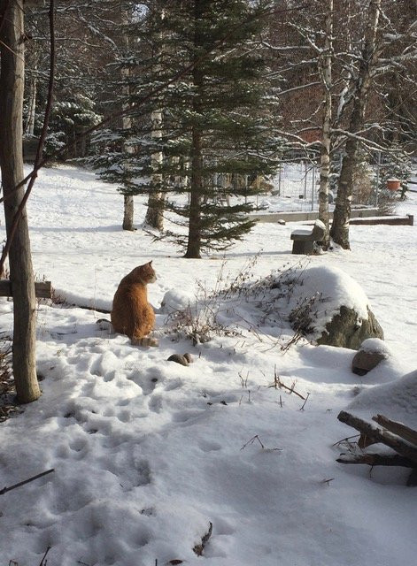 The Bailey's Bed 'n Bale主图