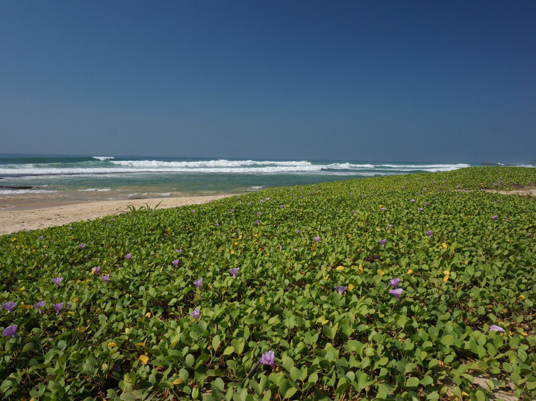 Sundance Surf Camp主图