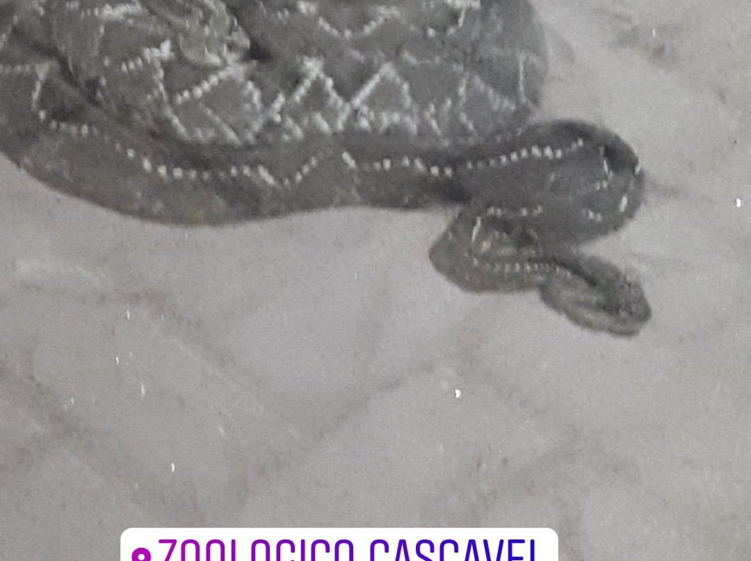 Zoológico Municipal de Cascavel - Danilo José Galafassi景点图片