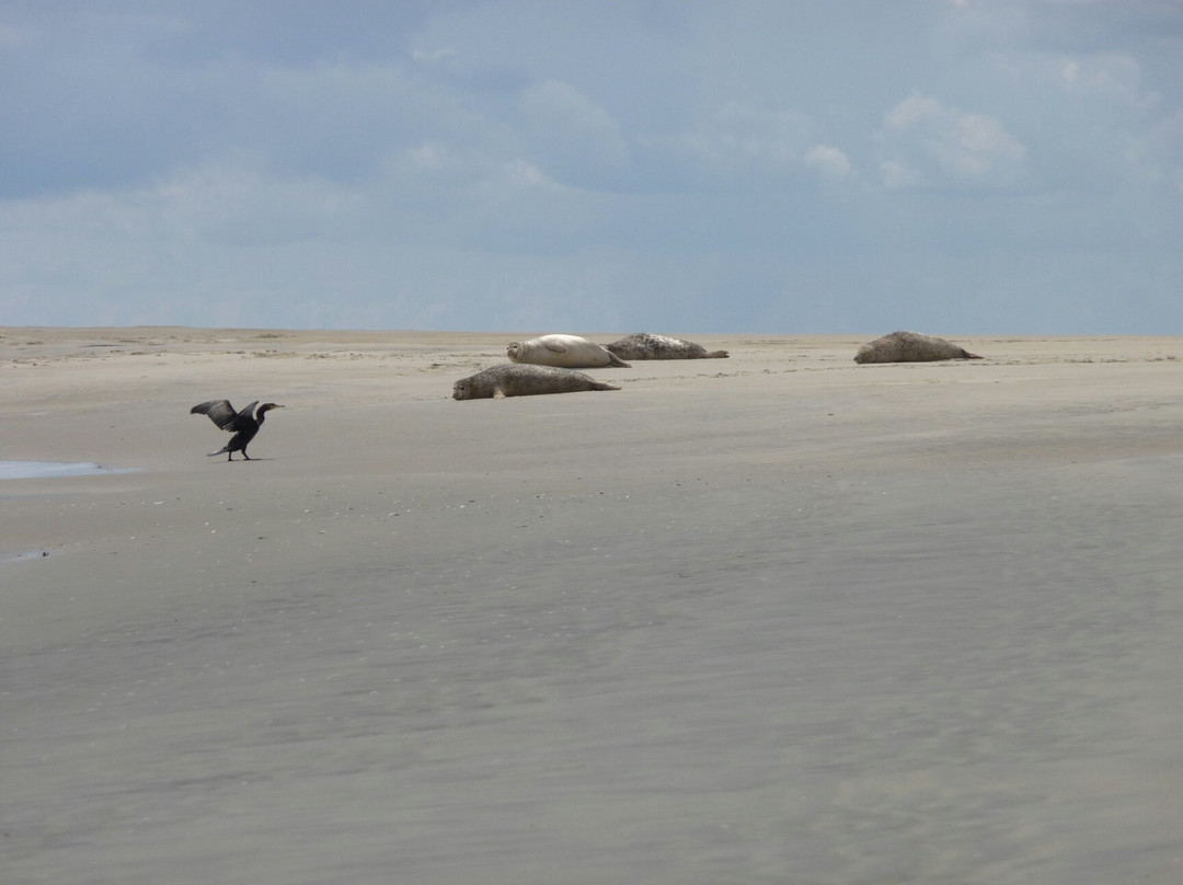 Seehundbank auf Borkum-Borkum必去景点