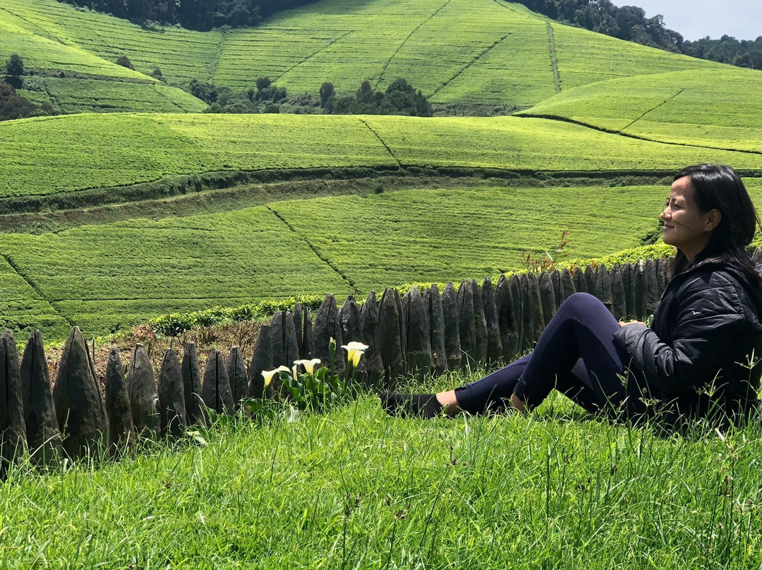 Gisovu Tea Estate景点图片