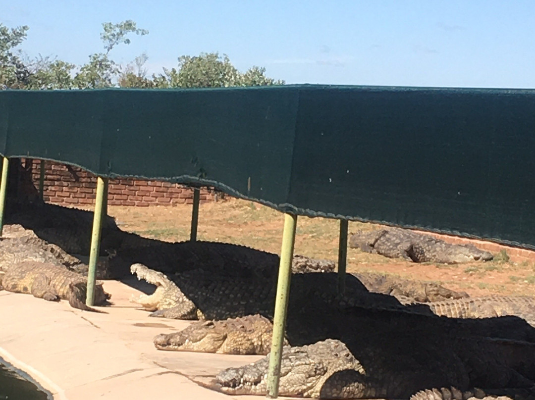 Thaba Kwena Crocodile Farm-尼斯特鲁姆必去景点