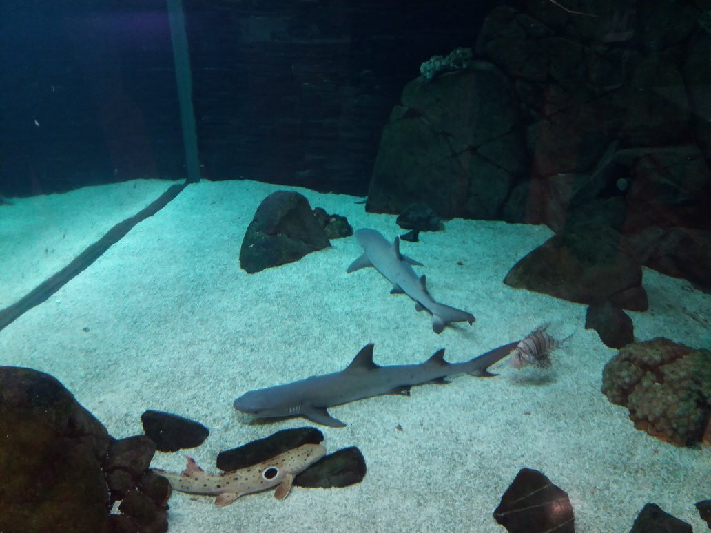 Southport Sharks-绍斯波特必去景点