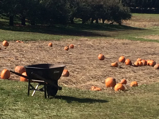 Appleberry Farm-麦迪逊必去景点