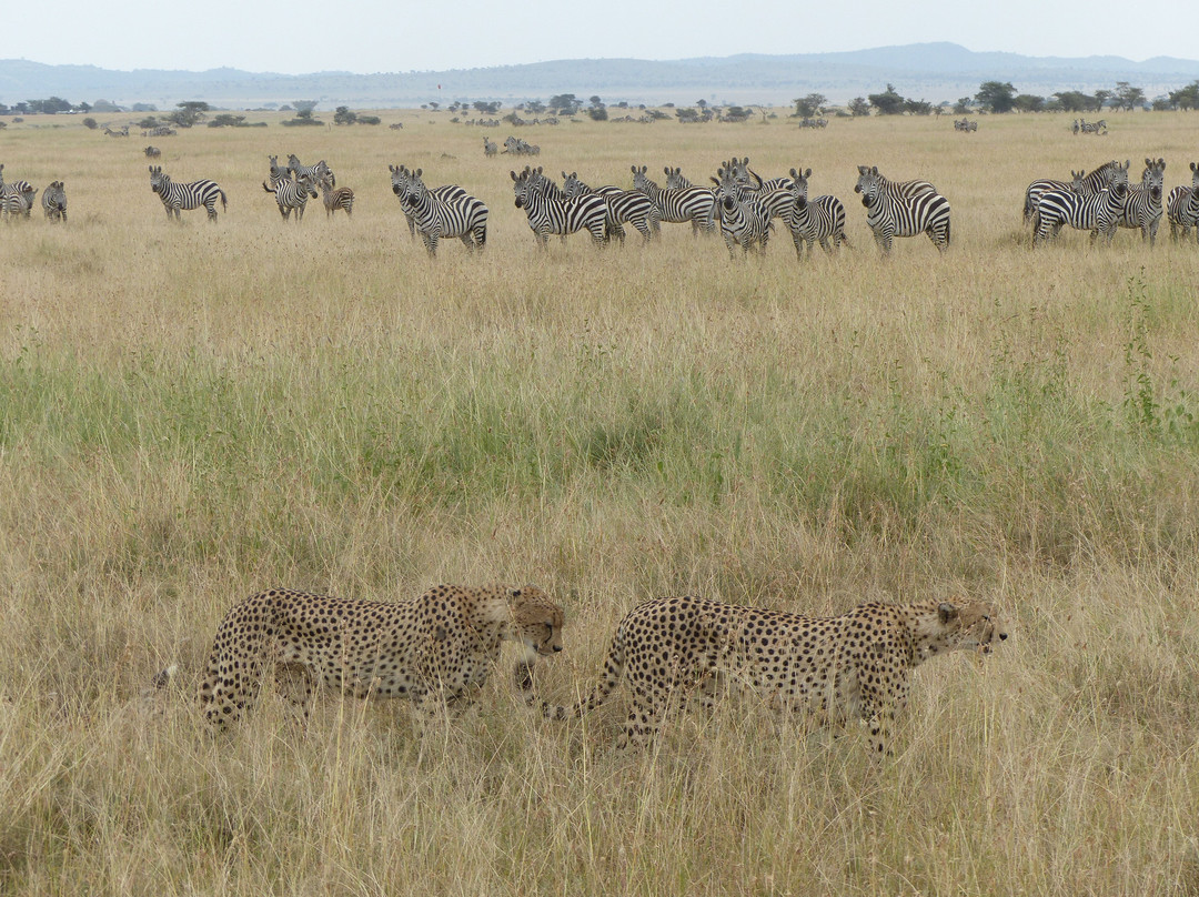 Escape Adventure Safaris-阿鲁沙必去景点