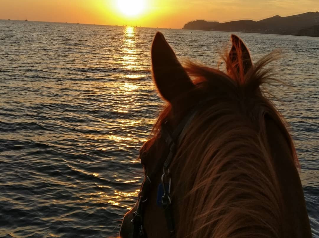 Efippos Horse Farm-维查德必去景点