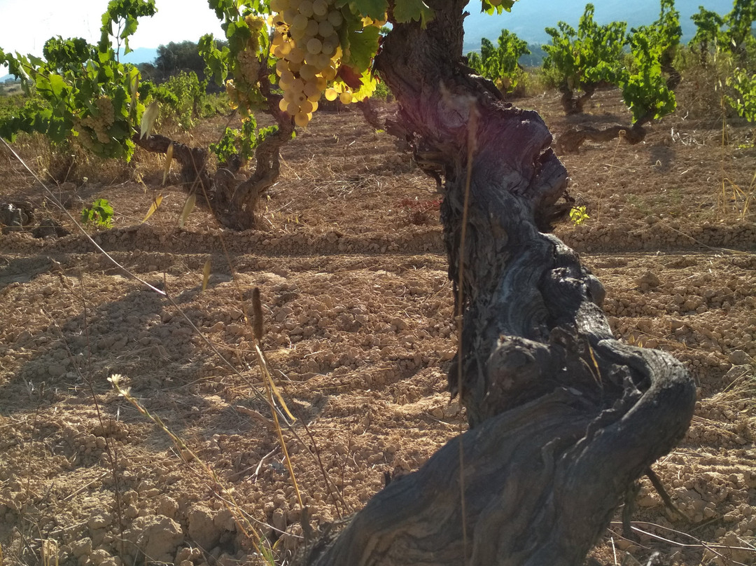 Celler Cal Menescal景点图片