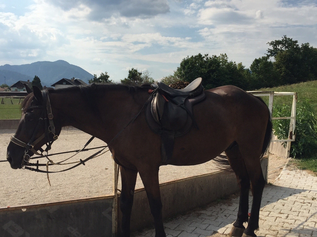 sLOVEnia HORSE RIDING-布莱德必去景点