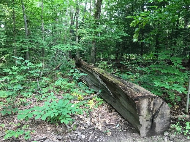 Wooster Memorial Park-Wooster必去景点