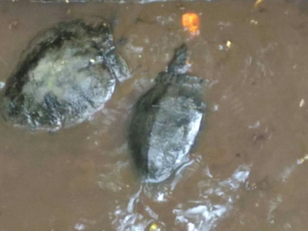 Kemaman Recreation Park and Mini Zoo (Taman Rekreasi dan Mini Zoo Kemaman)-Hulu Chukai必去景点