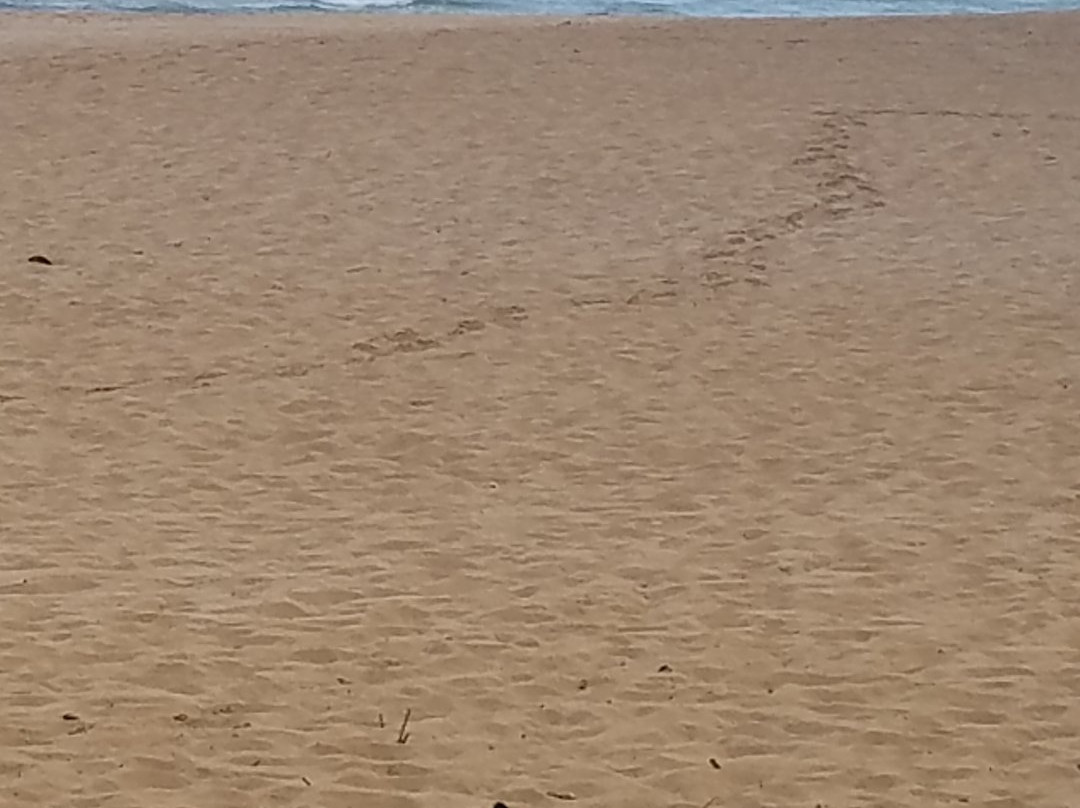 Chun's Reef Beach-哈雷瓦必去景点