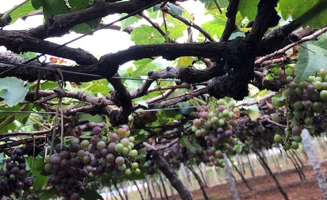 Jenis Grapes-Cumbum必去景点