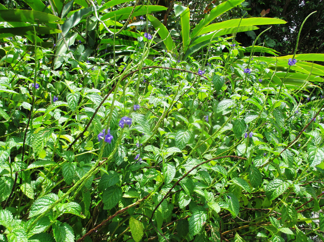 Kampung Putat Herb Garden-斯里巴加湾必去景点
