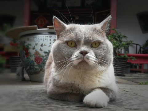 北京广济寺-北京市必去景点