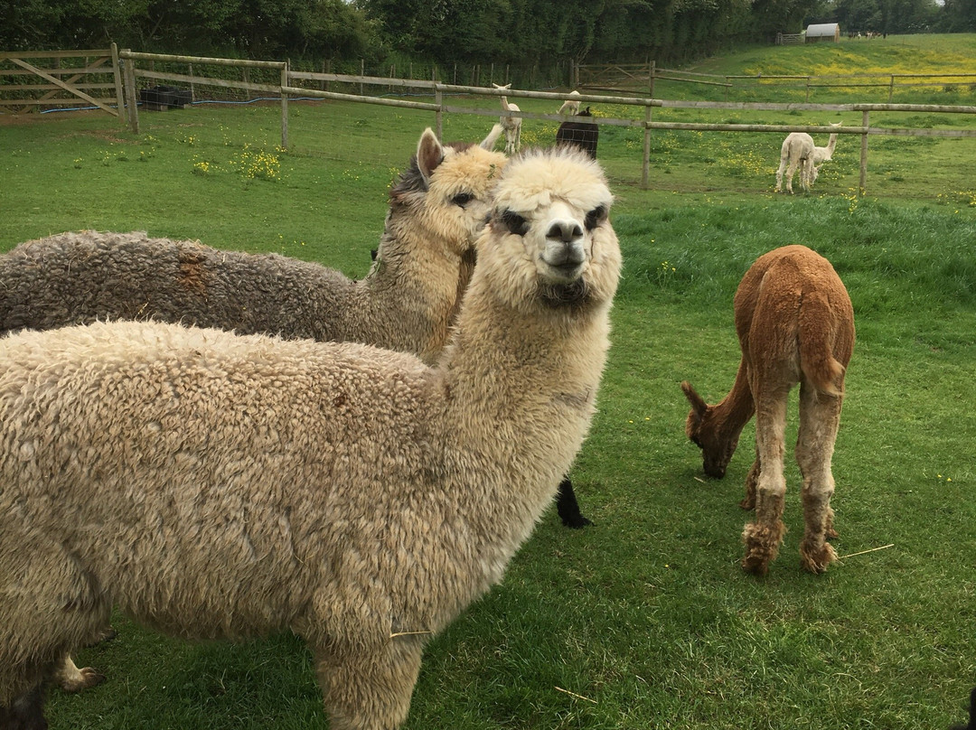 Arkadia Alpacas - Great Ground Farm景点图片