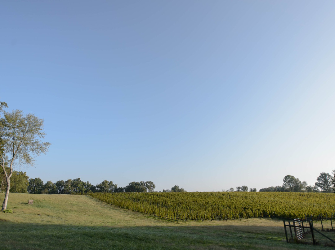 The Vineyards at Dodon景点图片