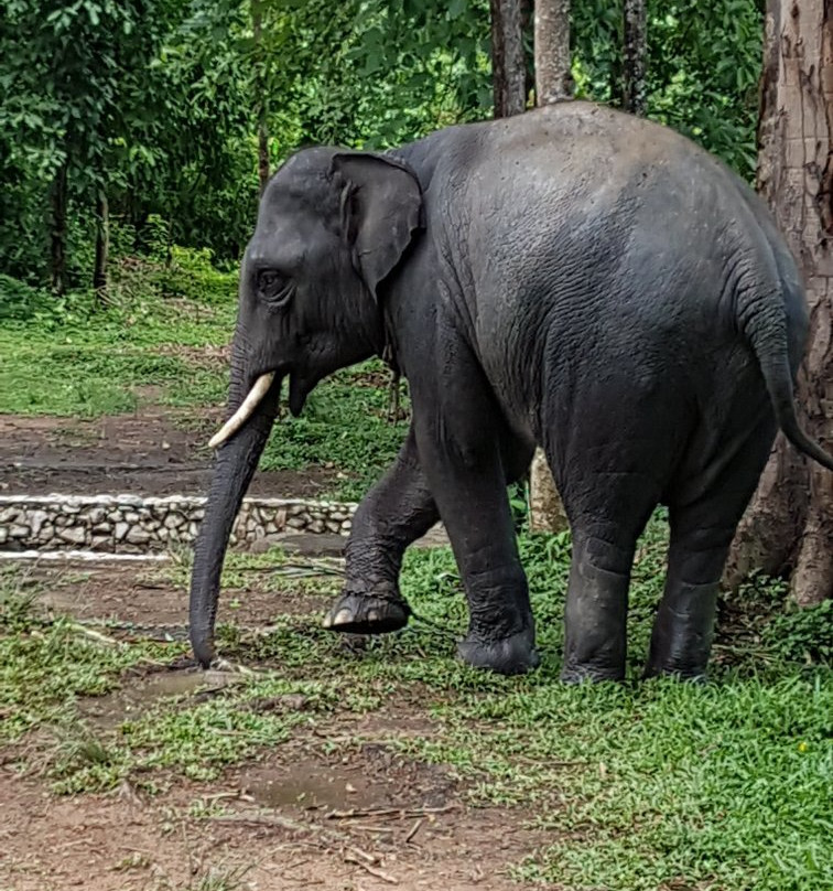 Sappraiwan Elephants Sanctuary景点图片