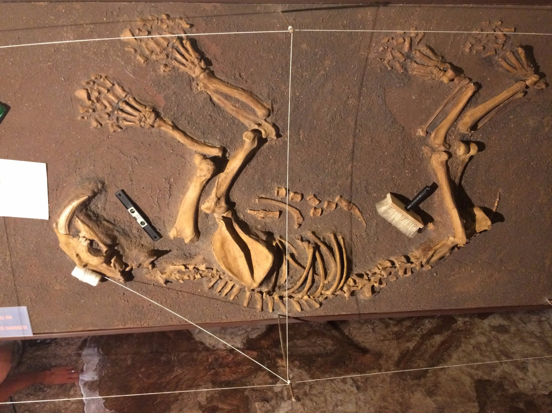 Museo Paleontologico de Elche景点图片