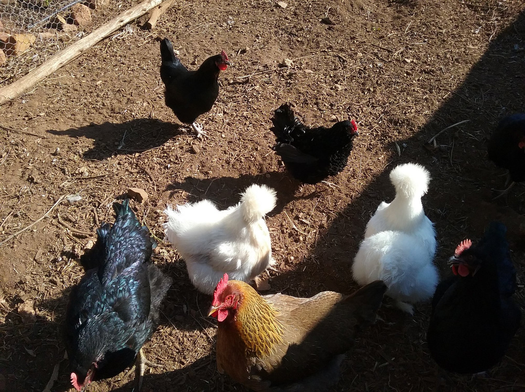 Cherry Tree Lodge Bed Breakfast主图