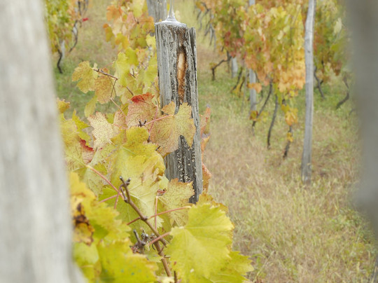 Vakhtang Aslanikashvili Winery-Oqureshi必去景点