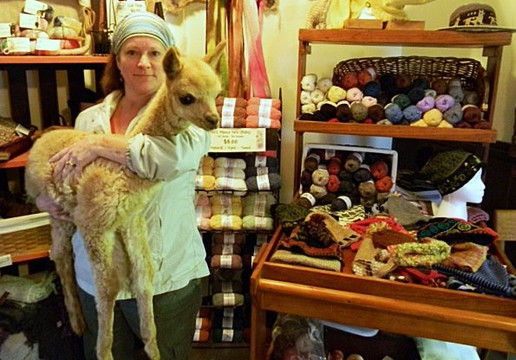 Graystone Ridge Alpacas-Manheim必去景点